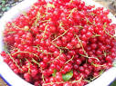 Rappahannock Cook &amp; Kitchen Gardener » red currant