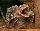 Frilled Lizard | Wildlife | The Wildlife