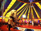 Is there any place for Circuses in the 21st century? — An Focal