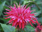 Bee Balm-Bergamot- <b>Monarda</b>