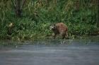 Raccoon animal mammal procyon - via Daymix