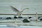 Touchdown, Easter Loch. A Whooper Swan (Cygnus cygnus) comes in to land on - via Daymix