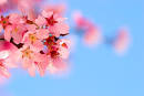 world's most beautiful flower
