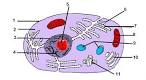 Cell Diagram Quiz