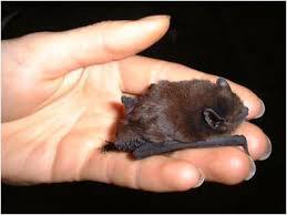 One of the smallest bat