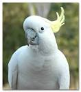 The Cockatoo