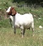 Bar None Meat Goats - The Goat Information Page - Market Wether ...