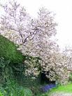 A magnolia tree in all its glory. - via Daymix