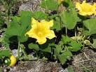 Pumpkins are of the genus Cucurbita of the family Cucurbitaceae. - via Daymix