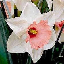 Plant Gopher-Proof Pink Daffodils - chromacolor