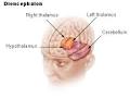 File:Illu <b>diencephalon</b> .jpg - Wikimedia Commons
