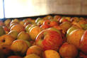 US Presidia : Sebastopol Gravenstein Apple : Slow Food USA
