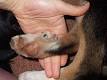 Dewclaw - Wikipedia, the free encyclopedia