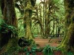 Hall of Mosses Olympic National Park Washingto - Forests ... 