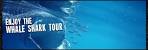 Whale Sharks Swim & Snorkeling