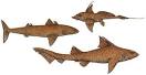 Devonian Times - More about Chondrichthyes