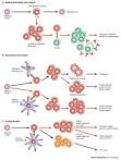 Figure 1 : T-cell signalling and autoimmunity: molecular ...