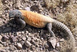 images?q=tbn:ANd9GcRasu-gvjvTxybUFR5MQlP710Aqjr4PBqutciXlht77Iop1Qfy-UQ