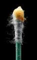 Earwax - Wikipedia, the free encyclopedia