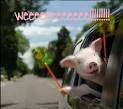 Geico Pig Photo by werunwithvampires | Photobucket