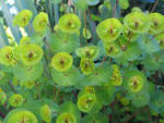 File:Euphorbiaceae - loc-national zoo - desc-flowers - from-DC1 ...