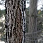 File:Pine bark.jpg - Wikipedia, the free encyclopedia