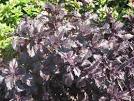 Basil varieties Basil, Purple Ruffles plants – Pantry Garden Herbs