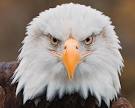 Eagle Eye