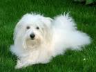 coton de tulear pronunciation