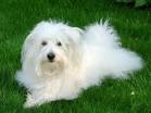 coton de tulear