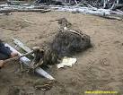 unknown creatures found
