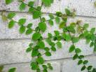 PlantFiles: Picture #2 of Creeping Fig, Climbing Fig, Creeping ...