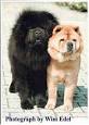 Chow Chow Information and Pictures, Chow Chows
