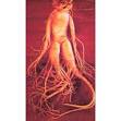 Ginseng root and Panax Ginseng root for sale Bouncing Bear ...
