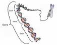 Gene - Wikipedia, the free encyclopedia