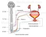 Urination - Medicalook Human Anatomy organs