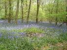 of woodland habitats. - via Daymix