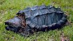 File:Alligator snapping turtle.jpg - Wikipedia, the free encyclopedia