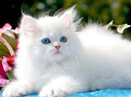  Completely different breeds of cats   kind of cats