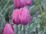 File:Cultivated Tulip in Tulip Garden, Srinagar.jpg - Wikipedia ...