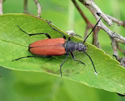 Attēlu rezultāti vaicājumam “Anastrangalia sanguinolenta female”