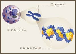 dna