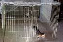 Cat Run