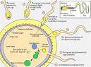 Fertilization Animation