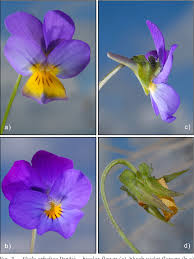 Image result for "Viola orbelica"