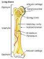 <b>Epiphysis</b> - Wikipedia, the free encyclopedia