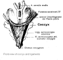 TEl <b>cóccix</b> está unido por