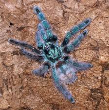 Avicularia Versicolor - Bild \u0026amp; Foto von Oliver Retzlaff aus ...