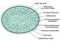 of cell in <b>cyanobacteria</b>