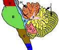 Cerebellum - Wikipedia, the free encyclopedia